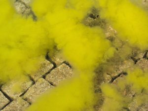 Yellow/Mustard Algae